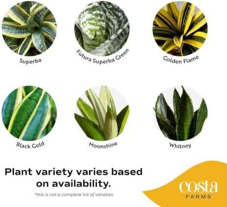 Costa Farms Snake Plant Live Indoor Plant, Easy Care, 6-in Pot - Image 3