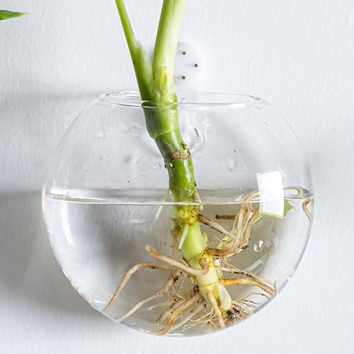 Wall Hanging Planter Propagation Station, Oblate Glass Flower Vase for Propagation, Wall Planter for Indoor Plants, Modern Home Office Corridor Bathroom Decor (6) - Image 7