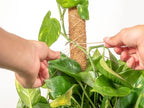 Envelor Coco Moss Poles Plant Support Stakes Coco Plant Stake Pothos Coir Totem Pole Monstera Moss Pole Climbing Plant Support Potted Plant Upward Growth Vine Stackable Coco Sticks, 36 inches, 4 Pack - Image 5