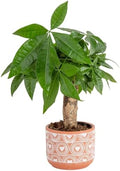 Costa Farms Money Tree, Live Indoor Plant, Braided Trunk, Easy Care by Unknown