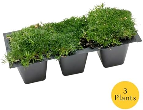 3 Irish Moss – Soft Evergreen Mossy Groundcover with White Spring Flowers for Rock Gardens & Pathways (Sagina subulata) in 2.5″ Cubes, Live Plants - Image 4