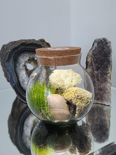 Create Your Serene Moss Sanctuary with The Unique Gardener Moss Bowl Terrarium Kit with LED Light - Complete Terrarium Supplies, Indoor Plants for Stress Relief & Air Purification! - Image 4