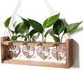 Plant Propagation Stations Heart Plant Terrarium Kit by CYZglass