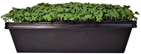 Bootstrap Farmer 1010 Seed Tray - Extra Strength with Holes, 60 Pack, 10" x 10" Seedling Starter for Microgreens, Wheatgrass, Fodder, Hydroponic Growing, 1020 Trays - Image 3