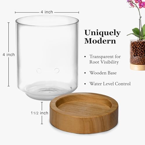 Pot & Pebble C3 Glass Orchid Pot, Wood Base - LECA Semi-Hydroponic Planter - Image 6