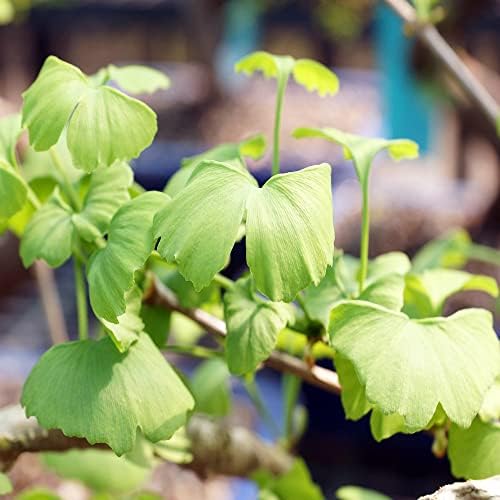 Brussel's Bonsai - Medium Live Bonsai Tree - Image 4
