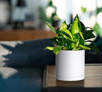 D'vine Dev 4-Pack White Plastic Planters with Saucers, 5.5 in, 74-Z-H-2 - Image 3