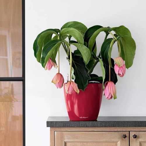 Lechuza 16027 Classico LS 21 Self-Watering Planter, Scarlet Red High Gloss - Image 2