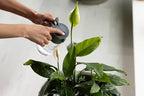 Fiskars Plant Care Mist & for Watering Can - Image 4