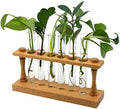hBARSCI Premium Plant Propagation Station - Decorative Hardwood Stand with 6 Glass Tubes for Plant Cuttings, Hydroponic Plants, Flower Vase Home Decor by hBARSCI