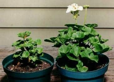 Helps Your Plants Grow Bigger Faster and Stronger 30lb Bucket - Image 5
