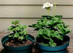 Plantfood Helps Your Plants Grow Bigger Faster and Stronger (2.5lb) - Image 4