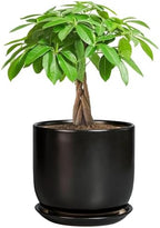 Ceramic Planter 7 Inch - Cylinder Round Modern Indoor Plant Pot for Plants with Drainage Hole and Saucer, Room Home Patio Office Patio Decor, Black by SUNPOTFOR