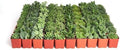 Shop Succulents Verde Succulent Plant Pack Bulk Collection - Live Mini Succulent Plants, Low Maintenance, Mix of Green Succulents & Textures - Wedding and Party Favors, Gift & Garden, Pack of 32 by ShopSucculents