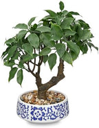 Artificial Bonsai Tree, Small Ficus Bonsai Tree 13" Indoor Bonsai Tree by Oairse