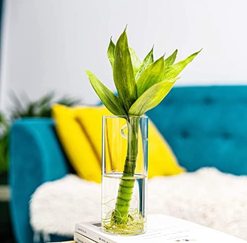 Wall Hanging 5 Test Tube with Wooden Frame and 2 Cylindrical Propagation Vase for Water Plants, Home Office Living Room Decor, Gift for Plant Lovers - Image 7