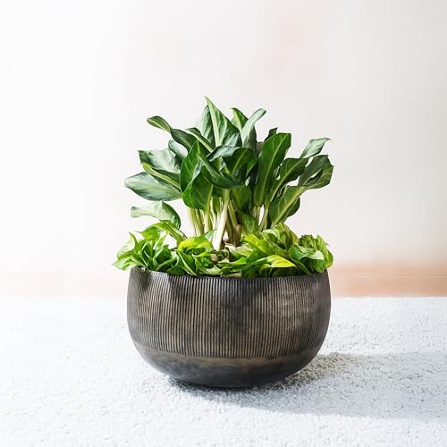 FAB HAB Sow Antique Brass Bowl Metal Planters - Large, Handmade Aluminum Pots for Indoor & Covered Outdoor Spaces, Lightweight Decorative Planters by FabHabitat