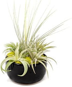 Air Plant Shop Large Assembled Air Plant Bowl Garden - Wholesale and Bulk - Succulents - Live Tillandsia - Easy Care Indoor and Outdoor House Plants (5 Assorted Air Plants) - Image 3