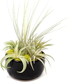 Air Plant Shop Large Assembled Air Plant Bowl Garden - Wholesale and Bulk - Succulents - Live Tillandsia - Easy Care Indoor and Outdoor House Plants (5 Assorted Air Plants) - Image 3