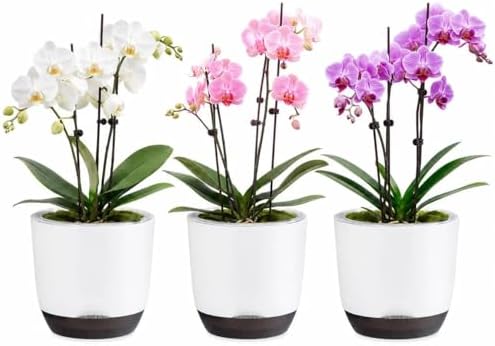 5.7Inch White Orchid Pots with Holes for Repotting, Double-Layer Plastic Self Watering Flower Pots for Indoor Plants with Drainage Holes, Clear Orchid Pot Match Decorative Orchid Container, 3 Packs by QCQHDU