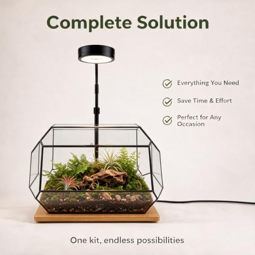 Luckyrunes Complete Glass Terrarium Kit with Live Moss, Rectangle - Image 4