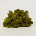 Preserved Reindeer Moss Natural Green DIY Kit Gardenning Art Wall Decor Florist Decor Easter Table Decor Wedding - Image 3