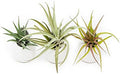 White Ceramic Wall Planter with Assorted Air Plants - Live Tillandsia in Plant Holder – Succulent Plant Vase - Home and Garden Decor - Easy Care Plant (3 Large Planters with 3 Air Plants) by TheAirPlantShop