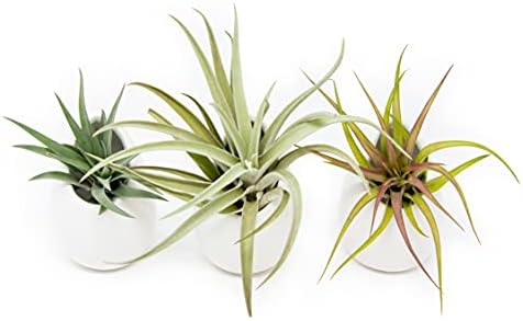 White Ceramic Wall Planter with Assorted Air Plants - Live Tillandsia in Plant Holder – Succulent Plant Vase - Home and Garden Decor - Easy Care Plant (3 Large Planters with 3 Air Plants) by TheAirPlantShop