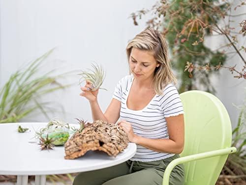 Medium Natural Cork Bark DIY Kit with Mini Xerographica Air Plants, Glue and Hook - Live Tillandsia Succulent House Plant - Wholesale and Bulk - Home and Garden Decor - Easy Care Indoor Outdoor Plants - Image 4