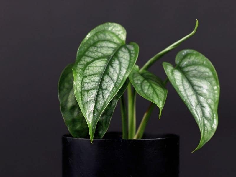 Premium Monstera Siltepecana Matuda Potting Mix - Retains Moisture and Promotes Healthy Root Growth by Gardenera - 5 Quart - Image 7