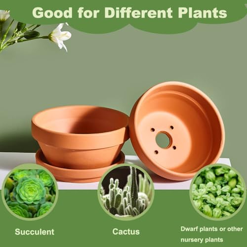 5 Inch Shallow Terracotta Pot for Succulent - 6 Pcs Small Shallow Plant Pots with Drainage Hole and Saucer Mesh Pad, Clay Plant Pottery Pots for Cactus Succulent and Other Indoor Outdoor Plants - Image 4