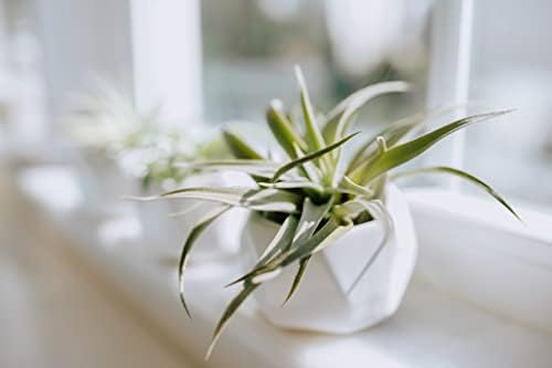 Air Plant Shop White Geometric Holder Sets of 3 with Mixed Air Plants - Succulents - Live Tillandsia - Easy Care Indoor and Outdoor House Plants - Image 5