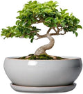 SQOWL Bonsai Tree Pots, 8 Inch Ceramic Plant Pots with Saucer, Gray by SQOWL