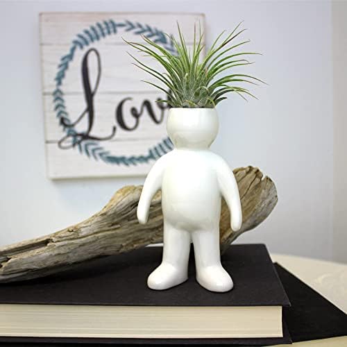 White Ceramic Man, Woman, Boy and Girl People Shaped Planters with Live Tillandsia Air Plants - 3.5"-4.75" Potted Indoor Air Plants for Home and Office Decor - Image 3
