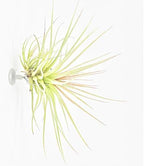 10 Pack Vertical Air Plant Holder (Suction Cup, Stainless Steel Tillandsia Air Plant Planter) A Unique Set of Air Plant Containers for Creating Tillandsia Art Display on Window. - Large - Image 2