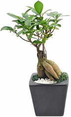 Ginseng Ficus Bonsai Live Indoor Plant in Carolina Square Ceramic Planter for Home, Work, or Gift, Black *Cannot Ship to California* by Unknown