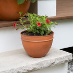 Achla Designs Small Planting Pot, Burnt Sienna - Image 6