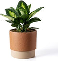 8 Inch Ceramic Self Watering Planter with Drainage Hole Terracotta by Chubacoo