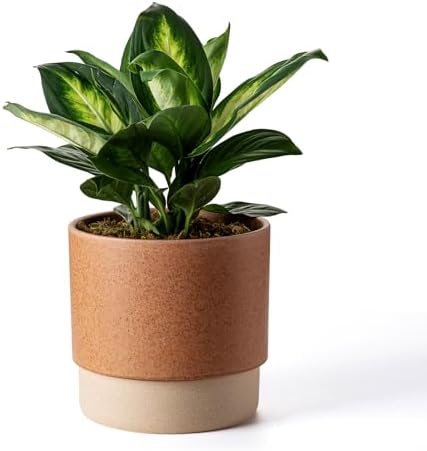 8 Inch Ceramic Self Watering Planter with Drainage Hole Terracotta by Chubacoo