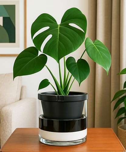 D'vine Dev Self-Watering Black Terracotta Planter Pot, 8 in, 37-X-C-3 - Image 2
