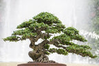 Gardenera Pro Bonsai Soil Premium Potting Mix Ingredients for Thriving Bonsai Growth and Resilience - 5 Quart - Image 3