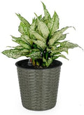 10.2" Self-Watering Wicker Planter, 10.2 Inch Round, Gray by Noeko