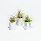Air Plant Decor Air Plant Holder, 3 Ceramic Tabletop Modern Planter, 1 Solid Red Cedar Holder Made in The USA, Plus 6 Free Tillandsia (Modern Gray) - Image 4