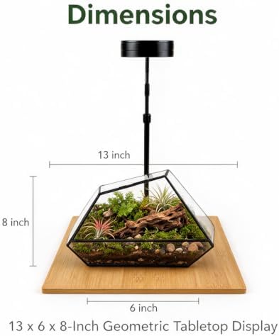 Luckyrunes Complete Glass Terrarium Kit with Live Moss, Polygon - Image 3