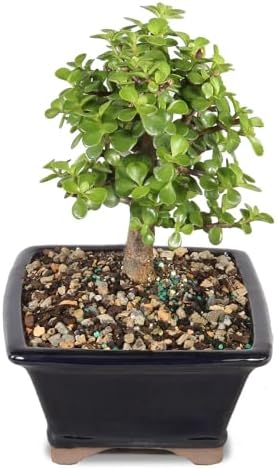 Brussel's Bonsai - Medium Jade Live Bonsai Tree, Potted Indoor Plant - Image 2