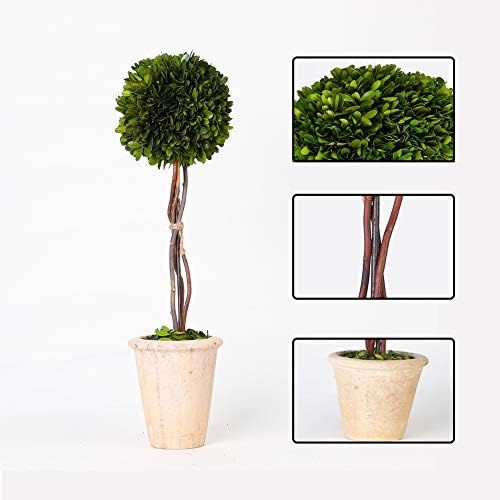 Real Preserved Yellow Evergreen Potted Tree Globe Tree Basin Territory Flower Pot Home Decor Farm House (22 Inch Length) - Image 3