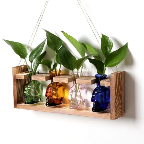 Plant Propagation Stations Halloween Skull Plant Terrarium Kit by CYZglass