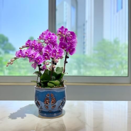 W&W Orchid Pot with Holes and Saucer for Repotting, Blue, 6.5" - Image 7