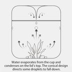 SARUFO Small Glass Plant Terrarium 4.7"X7" Inches Succulent Air Planter Fern Moss Micro-Landscape Vase for Home Garden Office Tabletop Decoration Container with Lid Indoor Wardian Copyright Patent - Image 6