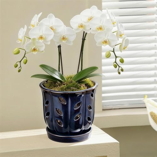 FoldTier 2 Pack 6.5 '' Ceramic Orchid Pot with Drainage Holes and Saucer - Image 6